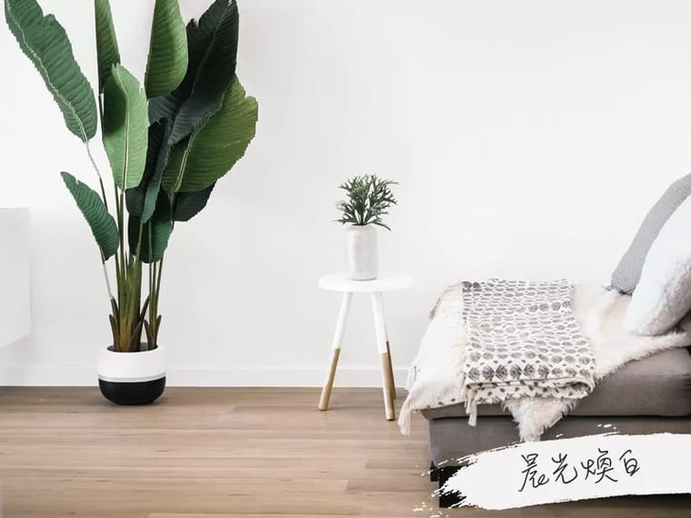 晨光煥白