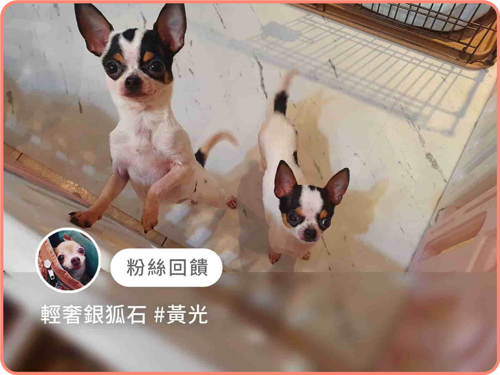 有寵物案例 1