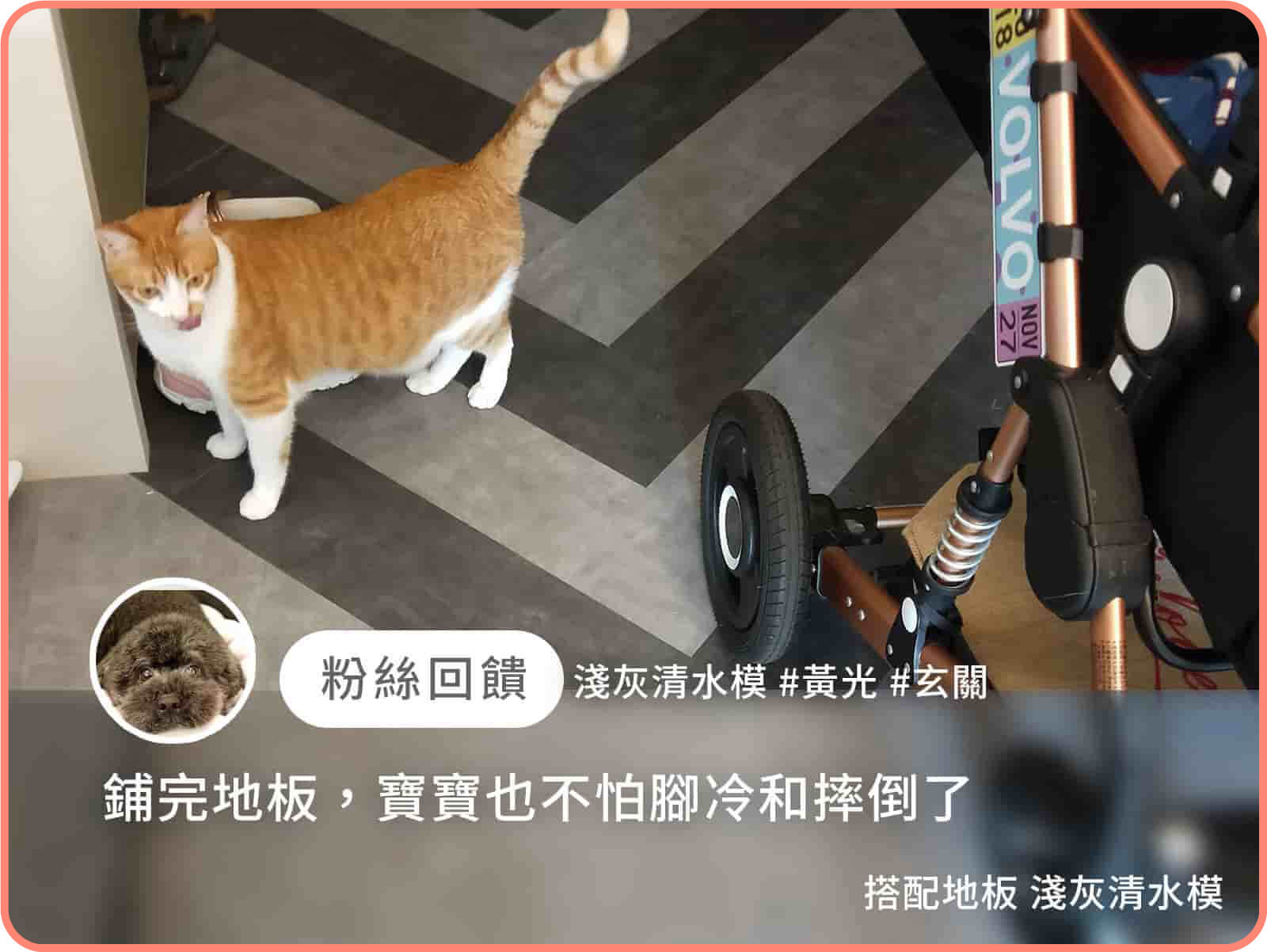 有寵物案例 2